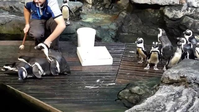 Кормление пингвинов, океанариум Монпелье смотреть онлайн