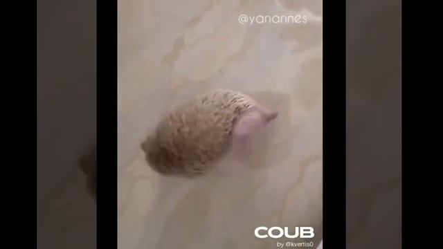 *Что делать когда чешется спина . Наверное это многие видят впервые .* смотреть онлайн
