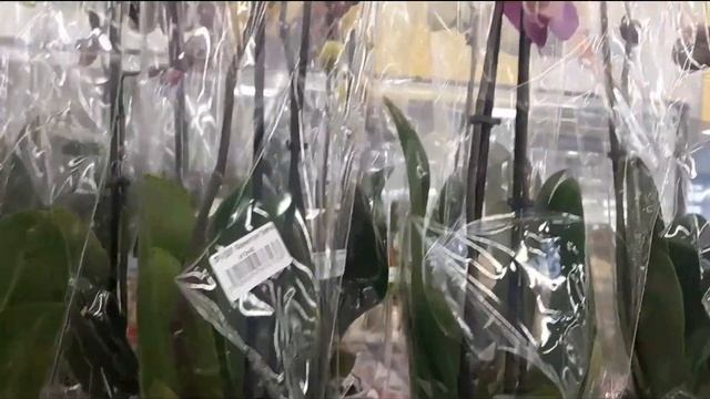 Пират Пикоти,Равелло..Орхидеи в Мегастрое. 30.01.2021г смотреть онлайн