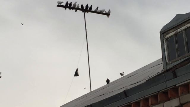 Совет от Гагика 107.Сосновый живицы!28.07.18г. смотреть онлайн