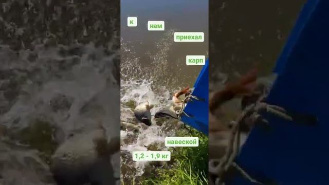 Зарыбление карпом в КРХ Парамоново смотреть онлайн