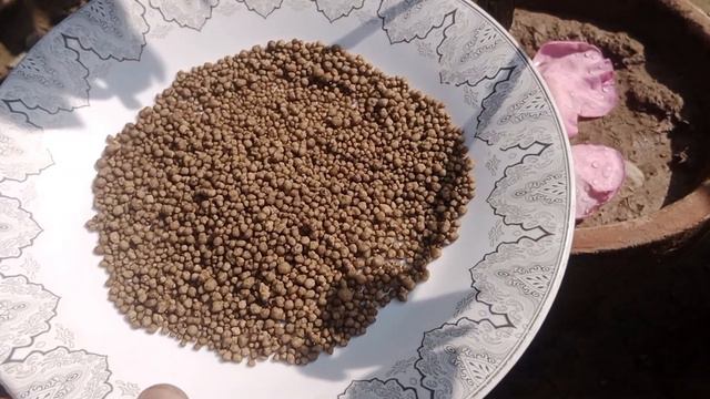Amazing Fertilizer For Rose Plant | Increase Flowering | Gulab K Pode Ko Ye Khad Zaror Den .