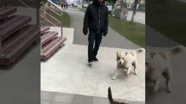 Я вам покажу,кто здесь хозяин .. #кошкиисобаки #хозяин #видеонарутуб #домашниепитомцы