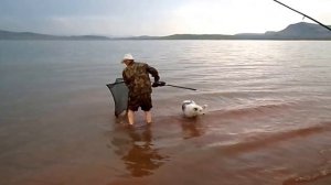 Рыбалка. Сазан 4кг. Хакасия, залив Сарагаш.