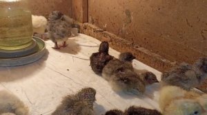 Цыплята породы Маран разных окрасов