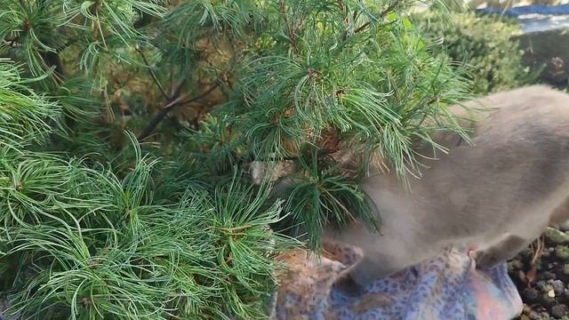 Стрижу чагарники, чищу сосну та ділю кущі гейхер. смотреть онлайн