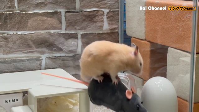 ハムスター水槽ケージにネズミを入れた結果は【ハムスター行動検証】キンクマハムスター日常観察 смотреть онлайн
