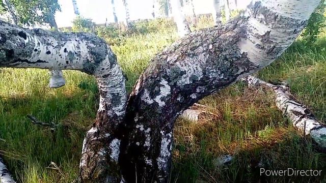 Танцующий лес в нашей деревне смотреть онлайн