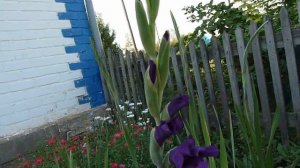 Гладиолус Блю айл.  Два месяца от посадки до цветения.