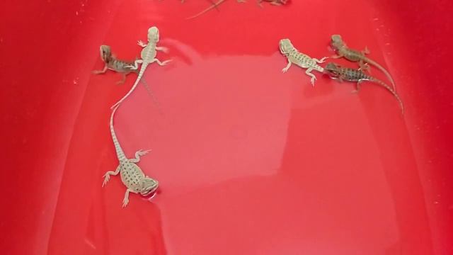 Малыши плавают смотреть онлайн