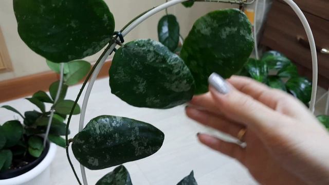 Корзинки с хойями // опора для хой