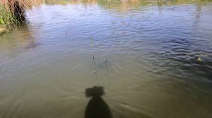 Рыболовная сеть-дорожка!!! Эта снасть не оставит вас без рыбы!!