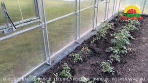 Честный обзор на прямостенные теплицы Поспеваево - Оптима в Липецкой области