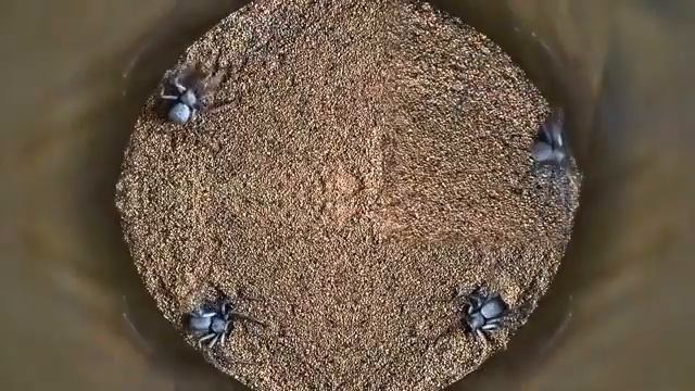 Creatures that bury their head in the sand | Daily Planet смотреть онлайн