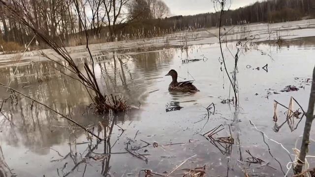 Открытие охоты на уток и вальдшнепов 2021 смотреть онлайн