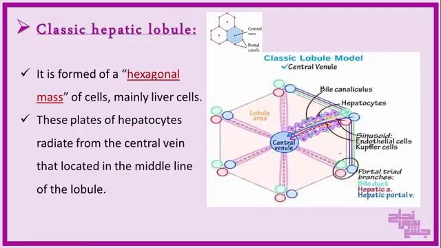 L1,liver , histology смотреть онлайн
