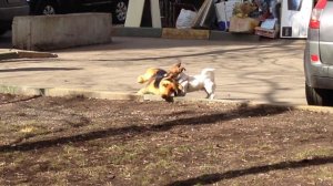 Джек Рассел терьер Рокки побеждает огромную псину!11