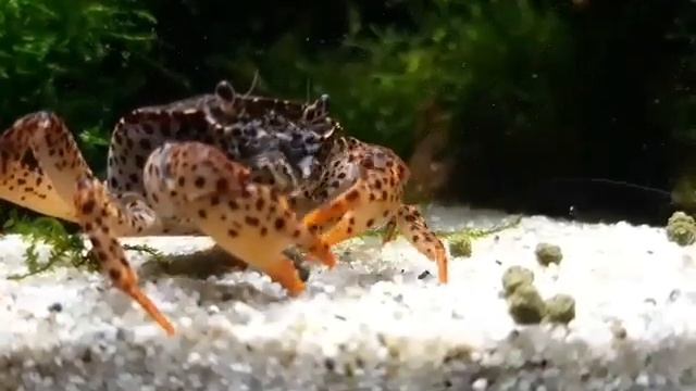 Новый питомец. Королевский леопардовый краб. смотреть онлайн