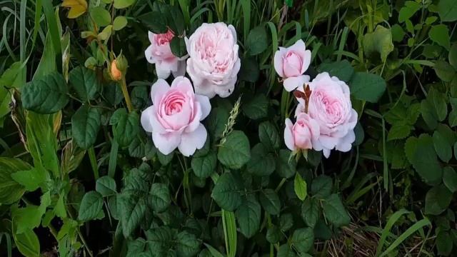 Роза Квин оф Свиден (Queen of Sweden) — описание сорта смотреть онлайн