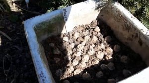 Сажаем иксию и трителию.