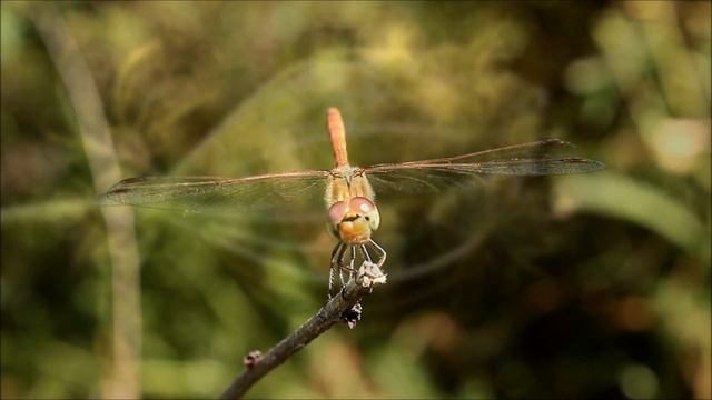 АВГУСТОВСКИЕ ВИДЕОЭТЮДЫ смотреть онлайн