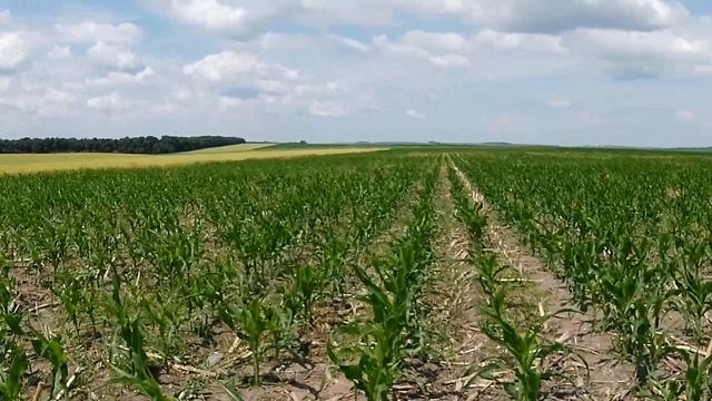 Кукуруза No-Till. Что с этого получилось... смотреть онлайн