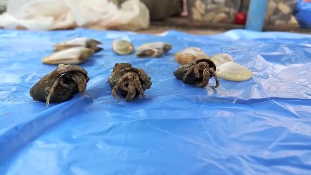 Раки отшельники Черного моря смотреть онлайн