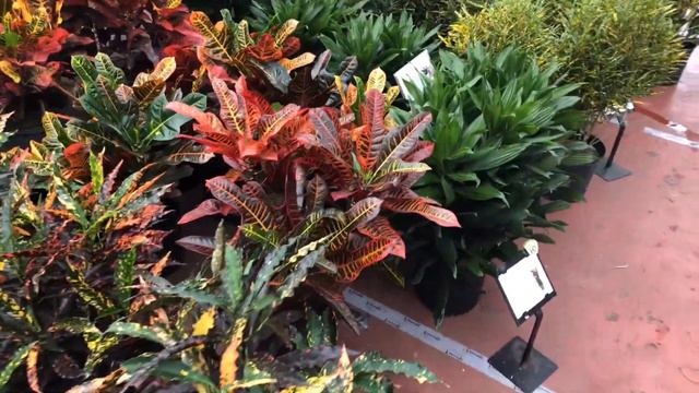 PLANT HAUL & NURSERY TOUR | Road Trip With an Icelander in Canada смотреть онлайн