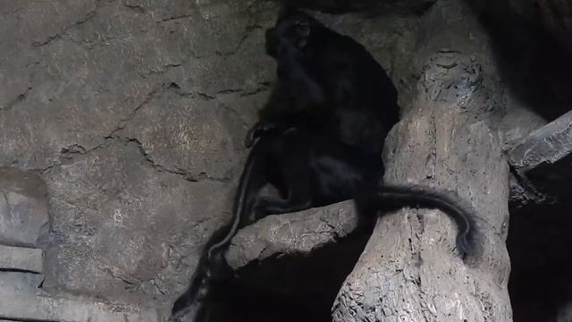 Обезьяны ухаживают друг за другом, почти как люди