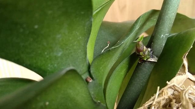 ЭТО орхидеи ПОЛЮБЯТ! НИКОТИНОВАЯ КИСЛОТА для орхидей! УСИЛИТЕЛЬ РОСТА орхидеи! орхидея на PP! смотреть онлайн