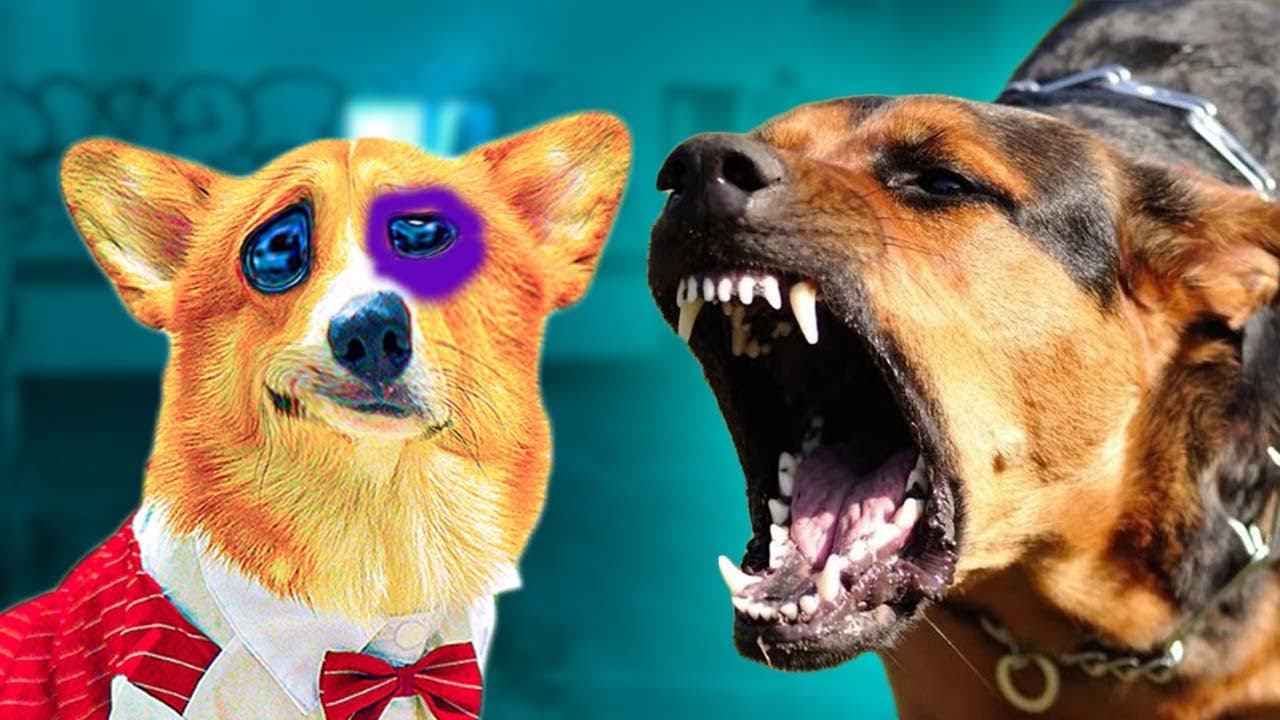 Получил в глаз! Лучшие серии ВЕСНЫ!! (Корги Коржик) Говорящая собака смотреть онлайн