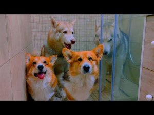 ПОДПИСЧИКИ СПАСЛИ СОБАК ОТ СМЕРТИ!! (Корги Кекс) Говорящая собака