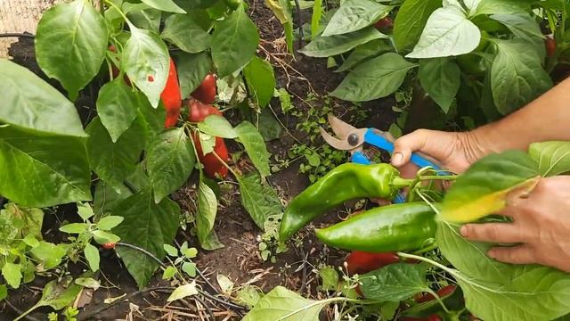 Обзор перцев в теплице смотреть онлайн