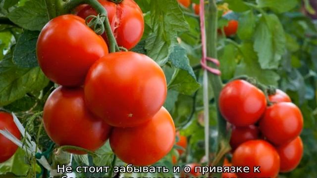 Китайский способ посадки лука