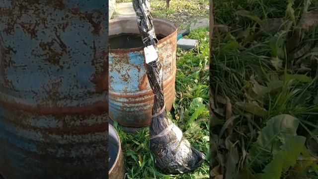 новый сорт персика смотреть онлайн