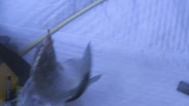 Салтаим зимняя рыбалка январь 2022 карась атакует лунки смотреть онлайн