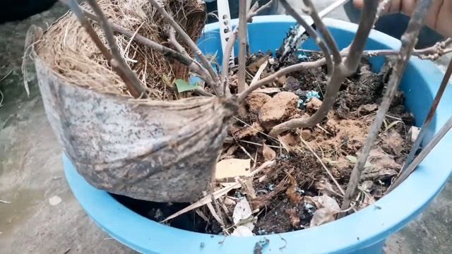 Apply Bloom Booster (Yara Mila) Fertilizer to Bougainvillas || Mommy Lhyn's Garden смотреть онлайн