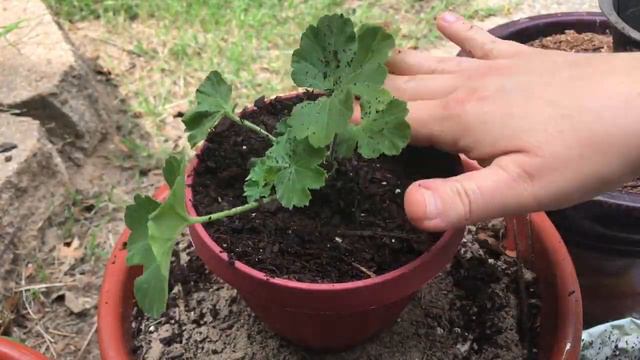 How To Multiply Houseplants For Free