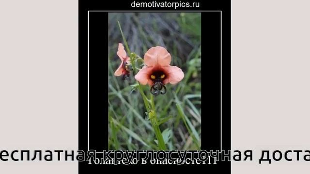 букет цветов смотреть онлайн