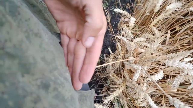 ЭкоКорм для птицы смотреть онлайн