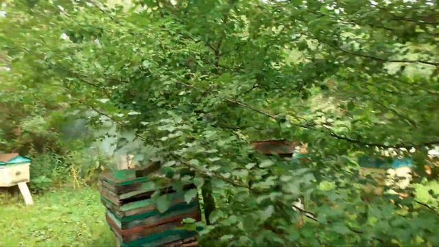 13 августа. Контролирую пасеки. Вновь пришел медведь. смотреть онлайн