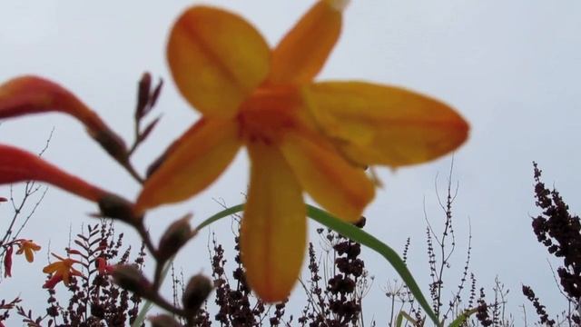 crocosmia смотреть онлайн