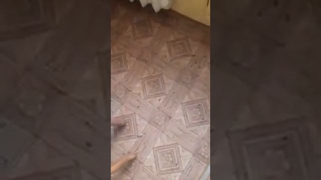 В Благовещенске девушки сняли квартиру с полчищем тараканов смотреть онлайн