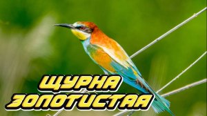 Щурка золотистая Golden Bee-eater
