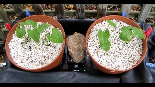 Что выбрать Перлит или Вермикулит