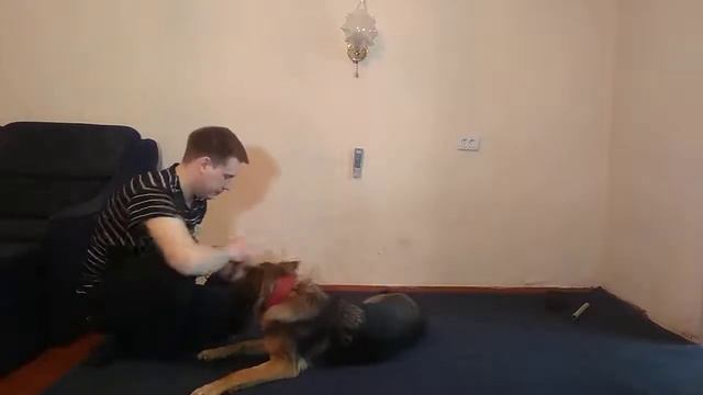 КАК ДРЕССИРОВАТЬ НЕМЕЦКУЮ ОВЧАРКУ | УЧИМ КОМАНДЫ КУВЫРОК И ДАЙ ЛАПУ | НЕМЕЦКАЯ ОВЧАРКА смотреть онлайн