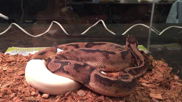 Питон королевский Пибалд. ЗООШОУ 2016. DUFTA (Дуфта). смотреть онлайн