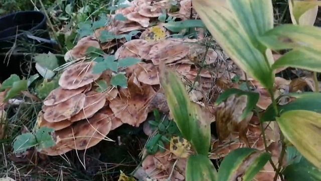 Гриб, грибок, полезай в кузовок. смотреть онлайн