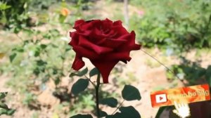 Телифонда сухбат кизники кичиб колибти Эшитиб мазза киласиз