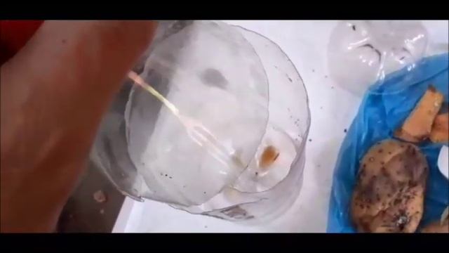 Adubo Poderoso PARA TURBINAR suas plantas!! смотреть онлайн